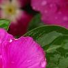 Catharanthus roseus 'Sunstorm Deep Lilac', flowers