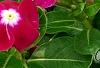 Catharanthus roseus 'Sunstorm Violet with Eye', flowers