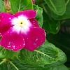 Catharanthus roseus 'Sunstorm Violet with Eye', flowers