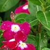 Catharanthus roseus 'Sunstorm Violet with Eye', flowers