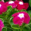 Catharanthus roseus 'Sunstorm Violet with Eye', flowers