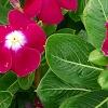 Catharanthus roseus 'Sunstorm Violet with Eye', flowers