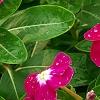 Catharanthus roseus 'Sunstorm Violet with Eye', flowers