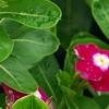 Catharanthus roseus 'Sunstorm Violet with Eye', flowers