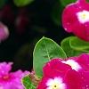 Catharanthus roseus 'Sunstorm Violet with Eye', flowers