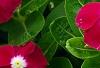 Catharanthus roseus 'Sunstorm Violet with Eye', flowers