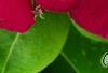Catharanthus roseus 'Sunstorm Violet with Eye', flowers