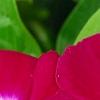 Catharanthus roseus 'Sunstorm Violet with Eye', flowers