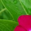 Catharanthus roseus 'Sunstorm Violet with Eye', flowers