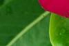 Catharanthus roseus 'Sunstorm Violet with Eye', flowers