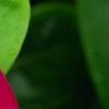 Catharanthus roseus 'Sunstorm Violet with Eye', flowers