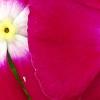 Catharanthus roseus 'Sunstorm Violet with Eye', flowers