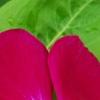 Catharanthus roseus 'Sunstorm Violet with Eye', flowers