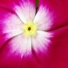 Catharanthus roseus 'Sunstorm Violet with Eye', flowers