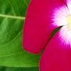 Catharanthus roseus 'Sunstorm Violet with Eye', flowers
