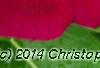 Catharanthus roseus 'Sunstorm Violet with Eye', flowers