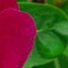 Catharanthus roseus 'Sunstorm Violet with Eye', flowers