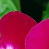 Catharanthus roseus 'Sunstorm Violet with Eye', flowers