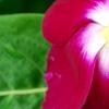Catharanthus roseus 'Sunstorm Violet with Eye', flowers