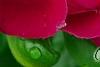 Catharanthus roseus 'Sunstorm Violet with Eye', flowers