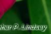 Catharanthus roseus 'Sunstorm Violet with Eye', flowers