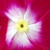 Catharanthus roseus 'Sunstorm Violet with Eye', flowers