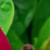 Catharanthus roseus 'Sunstorm Violet with Eye', flowers
