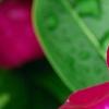 Catharanthus roseus 'Sunstorm Violet with Eye', flowers