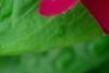 Catharanthus roseus 'Sunstorm Violet with Eye', flowers