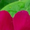 Catharanthus roseus 'Sunstorm Violet with Eye', flowers