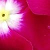 Catharanthus roseus 'Sunstorm Violet with Eye', flowers