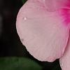 Catharanthus roseus 'Titan Icy Pink', flowers