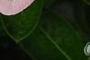 Catharanthus roseus 'Titan Icy Pink', flowers