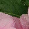Catharanthus roseus 'Titan Icy Pink', flowers