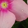 Catharanthus roseus 'Titan Icy Pink', flowers