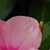 Catharanthus roseus 'Titan Icy Pink', flowers