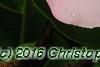 Catharanthus roseus 'Titan Icy Pink', flowers
