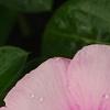 Catharanthus roseus 'Titan Icy Pink', flowers