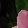 Catharanthus roseus 'Titan Icy Pink', flowers