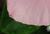 Catharanthus roseus 'Titan Icy Pink', flowers