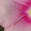 Catharanthus roseus 'Titan Icy Pink', flowers