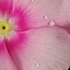 Catharanthus roseus 'Titan Icy Pink', flowers