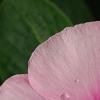 Catharanthus roseus 'Titan Icy Pink', flowers
