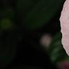 Catharanthus roseus 'Titan Icy Pink', flowers