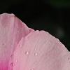 Catharanthus roseus 'Titan Icy Pink', flowers