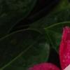 Catharanthus roseus 'Titan Icy Pink', flowers