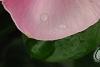 Catharanthus roseus 'Titan Icy Pink', flowers