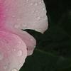 Catharanthus roseus 'Titan Icy Pink', flowers
