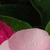 Catharanthus roseus 'Titan Icy Pink', flowers