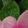 Catharanthus roseus 'Titan Icy Pink', flowers